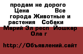 продам не дорого › Цена ­ 10 000 - Все города Животные и растения » Собаки   . Марий Эл респ.,Йошкар-Ола г.